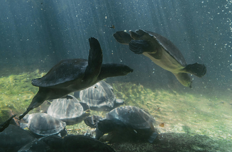 Underwater Turtles